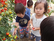 園の畑のミニトマトもぎに挑戦